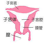 �q�{�����̉摜�ł�